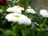 P1110867.webp