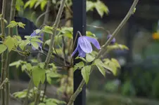 _DSC5018.webp