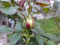 P1020336.webp