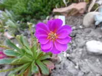 P1020338.webp