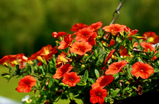 million bells im Hängekorb1_1024.webp