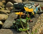 Sumpfdotterblume mit Mosaikfiguren hintendran_Statuen_700.JPG