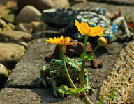 Sumpfdotterblume mit Mosaikfiguren hintendran_Statuen_700.webp