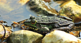 aufgetaucht_erster Teichfrosch_1024.webp