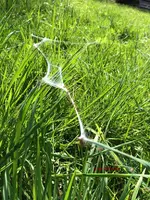 G_Wiese_Spinnennetze1__03_2014_mr.ditschy.webp