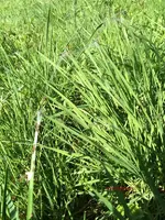 G_Wiese_Spinnennetze2__03_2014_mr.ditschy.webp