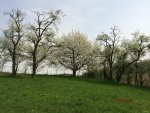 G_Wiese_Oben_Kirsch-Zwetschgenbaum_Blüte___04_2014_mr.ditschy.JPG