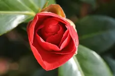 DSC_1447.webp