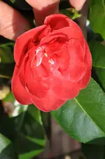 DSC_1444.webp
