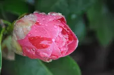 DSC_1476.webp