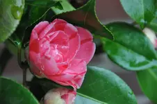 DSC_1478.webp