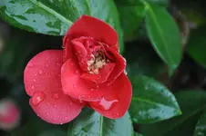 DSC_1479.webp