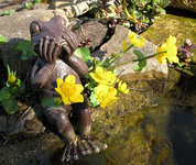 Frosch.webp