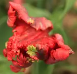 Papageientulpe rot.webp