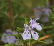 Rosmarinbluete 140404.webp