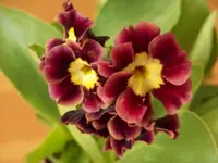 005.webp