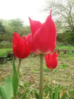 image.webp
