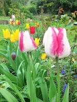 image.webp