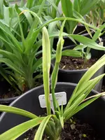 DSCF3926.webp