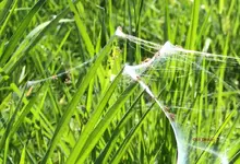 G_Wiese_Spinnennetze3__03_2014_mr.ditschy.webp