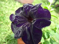 CIMG5912.webp