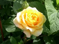 CIMG5933.webp