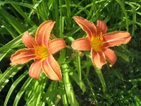 20080613_5758.webp