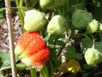 erdbeeren01.webp