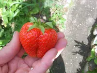 erdbeeren02.webp