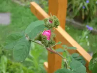 rose....webp