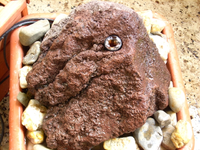 quellstein neu 1.webp
