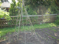 stangenbohnen2.webp