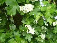 Weißdorn in Blüte.webp