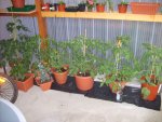 Tomaten 2009 001.JPG