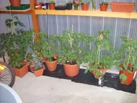 Tomaten 2009 001.webp