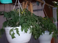 Tomaten 2009 003.webp