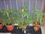 Tomaten 2009 004.JPG