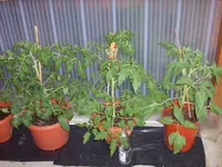Tomaten 2009 004.webp
