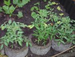 Tomaten 2009 011.JPG