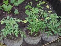 Tomaten 2009 011.webp