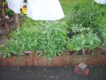 Tomaten 2009 007.JPG