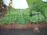 Tomaten 2009 007.webp