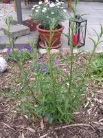 Garten 018.webp