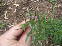 Garten 019.webp