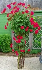 Rose.webp