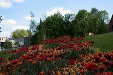 comp_IMG_4609.webp