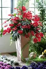 comp_IMG_4725.webp