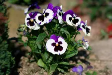 comp_IMG_4994.webp