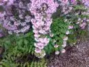 28052009019.webp