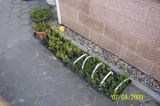 Stecklinge.webp